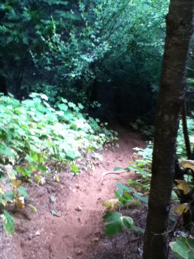 A narrow dirt trail winds through dense greenery, surrounded by lush shrubs and young trees in a shaded forested area. The path appears slightly sandy and leads deeper into the woods. Fleming Meadows mountain bike trail.