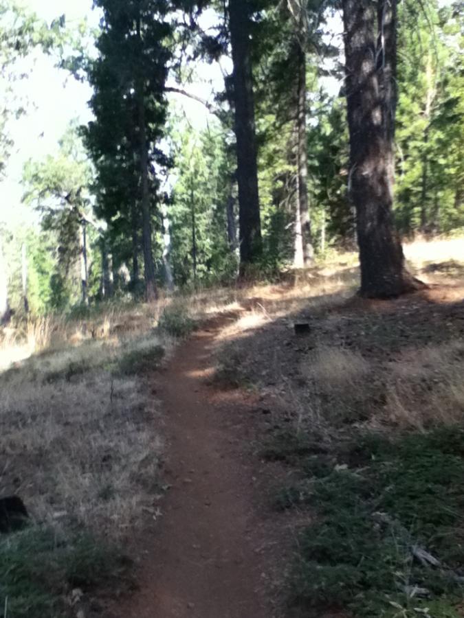 A winding dirt trail through a forest, surrounded by tall trees and patches of dry grass. Sunlight filters through the foliage, illuminating the path that leads deeper into the woods. Fleming Meadows mountain bike trail.
