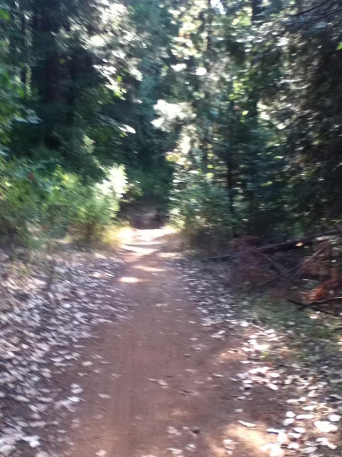 A dirt trail winding through a forest, surrounded by tall trees and foliage. The path is lined with fallen leaves, creating a serene and natural atmosphere. Fleming Meadows mountain bike trail.