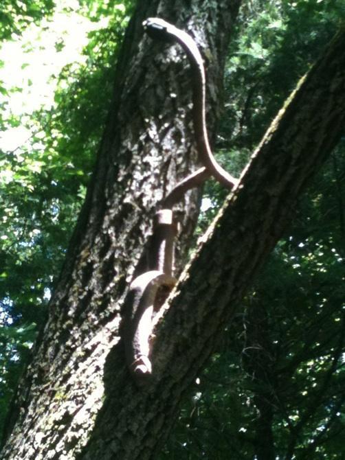 A twisted metal object resembling a snake, positioned on the trunk of a tree surrounded by lush green foliage and dappled sunlight. Nockamixon State Park mountain bike trail.