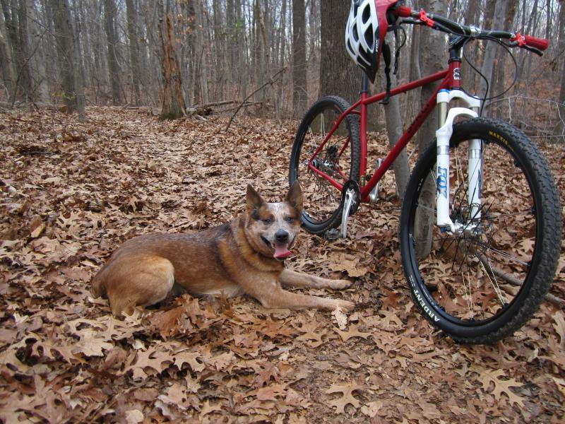 A dog resting on a bed of fallen leaves in a wooded area, next to a red mountain bike with a helmet attached to the handlebars. The surroundings feature tall trees and a serene, natural environment.