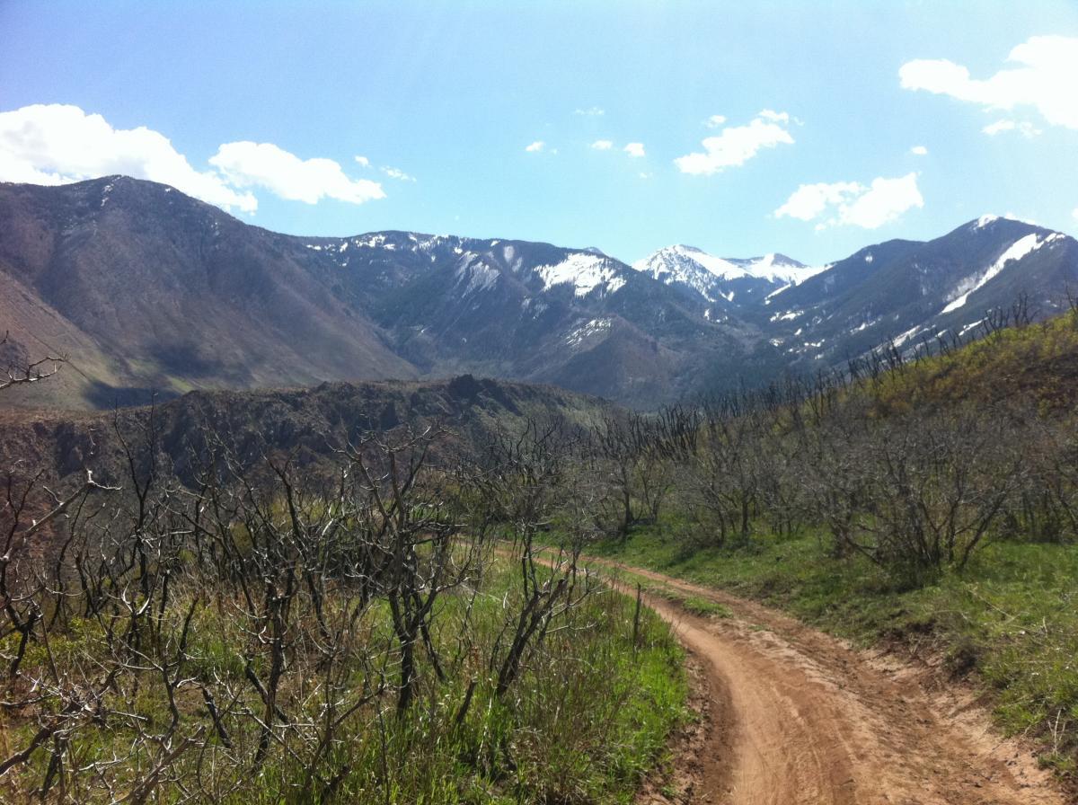 A winding dirt path leads through a mountainous landscape, with bare branches in the foreground and snow-capped peaks in the background under a bright blue sky with scattered clouds. Porcupine Rim mountain bike trail.