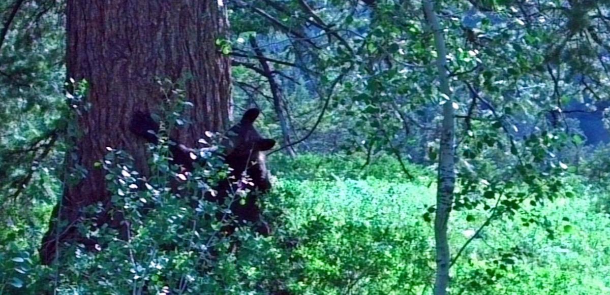 Alt text: A dark bear is partially obscured by trees and foliage in a natural setting, with greenery and a large tree trunk in the background. Mill Creek mountain bike trail.