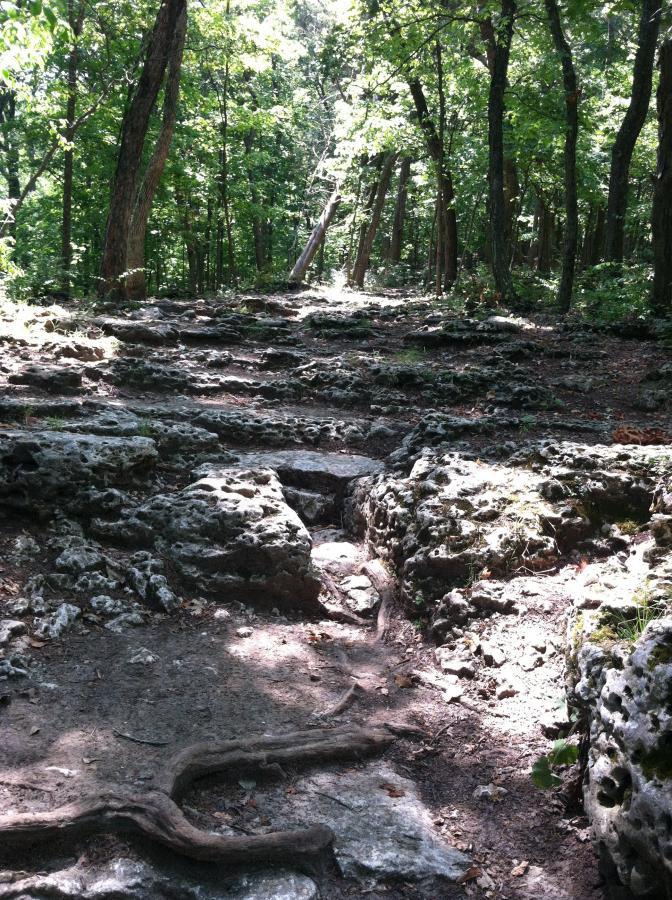 A rocky, uneven path winding through a lush, green forest. Sunlight filters through the trees, highlighting the textured rocks and exposed roots on the ground. The scene conveys a sense of natural beauty and tranquility in the outdoors. Chubb Trail mountain bike trail.
