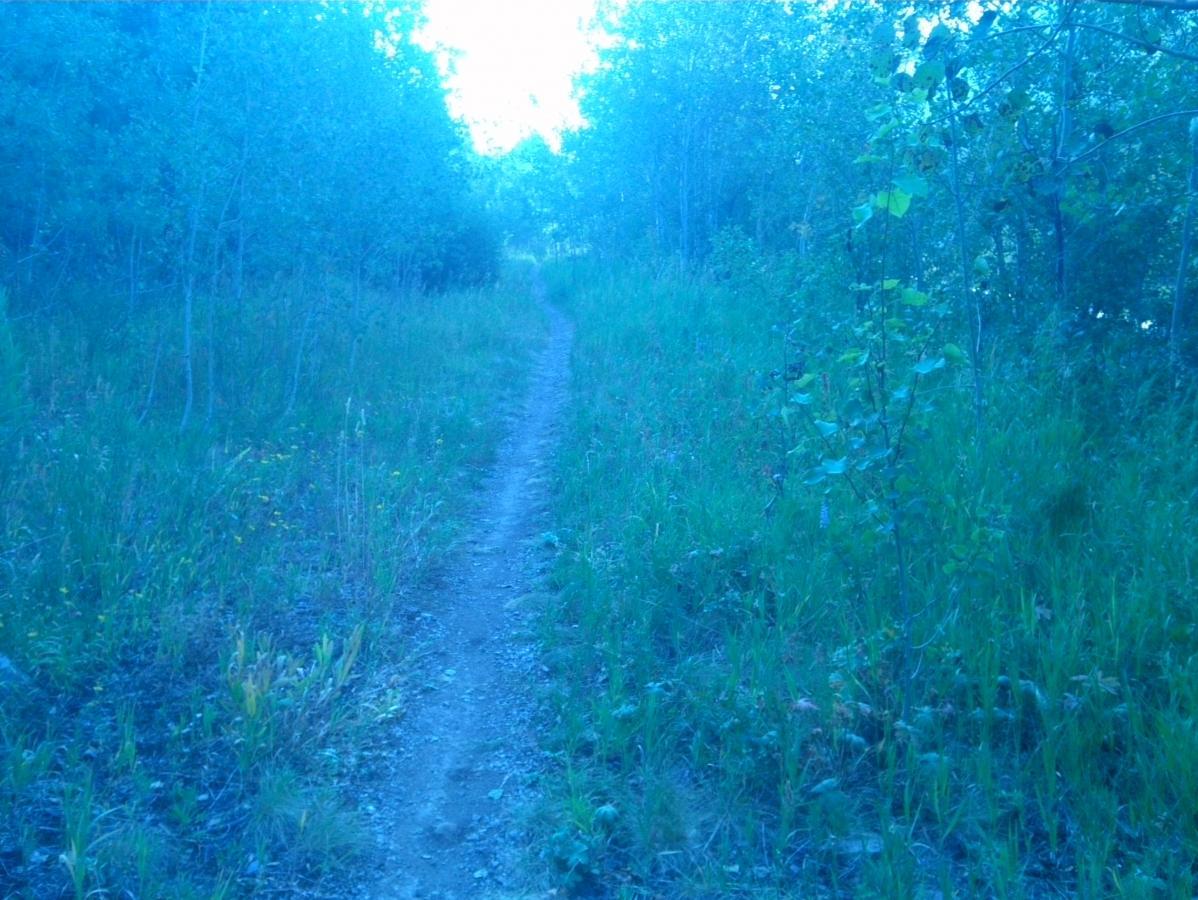 A narrow dirt path winds through a lush, green forest, surrounded by tall grass and trees. The image has a cool, blue tint, suggesting early morning or late evening light. Small wildflowers peek through the grass along the path. Rush Hour mountain bike trail.