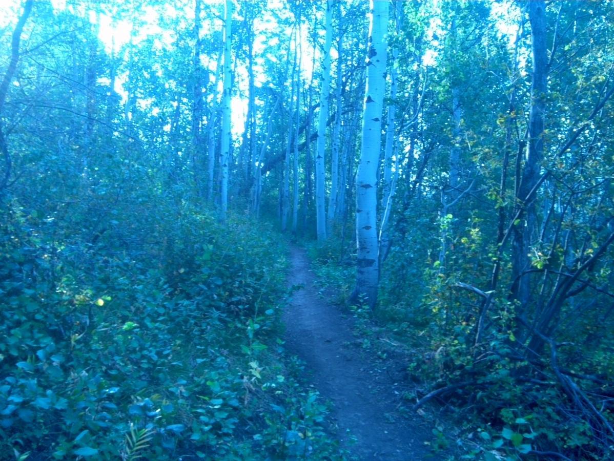 A narrow dirt path winding through a forest of tall aspen trees, surrounded by lush green foliage. The scene is illuminated with a cool blue hue, creating a tranquil and serene atmosphere. Rush Hour mountain bike trail.