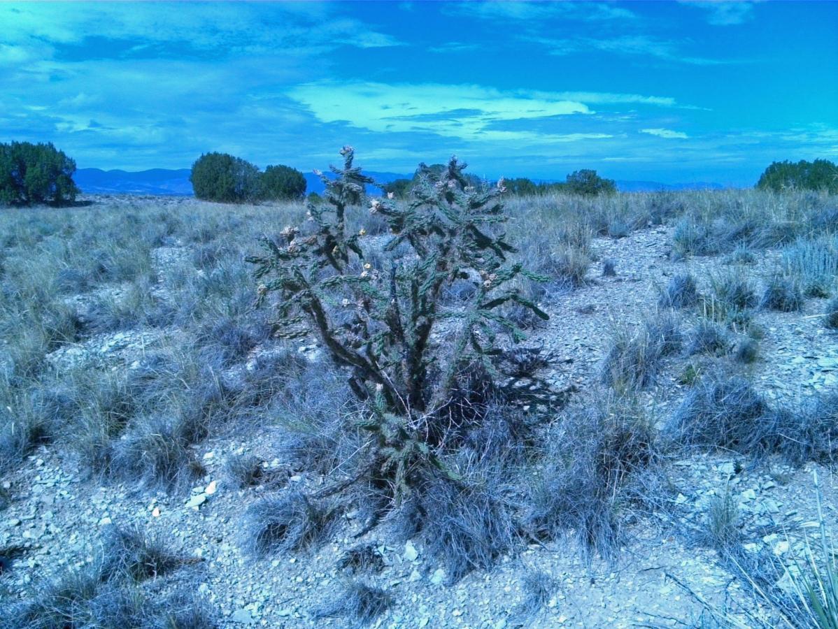 A small, spiny cactus stands in a dry, rocky landscape with sparse grass and shrubs. The scene features a clear blue sky and distant mountains, creating a serene desert environment. South Shore Lake Pueblo mountain bike trail.