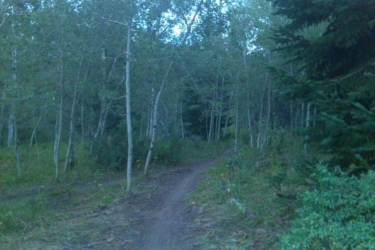 A narrow dirt trail winding through a wooded area, surrounded by slender trees and greenery. The scene is set in a natural forest with a soft, diffused light suggesting early morning or late evening. Mill Creek mountain bike trail.