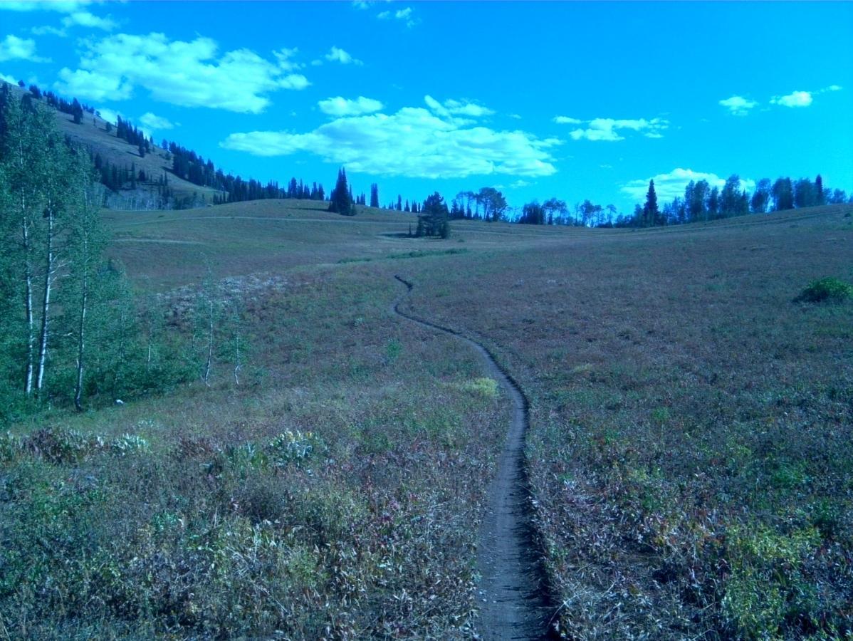 A winding dirt trail leads through an expansive field, surrounded by rolling hills and patches of evergreen trees under a bright blue sky with scattered clouds. Quakie Ridge mountain bike trail.