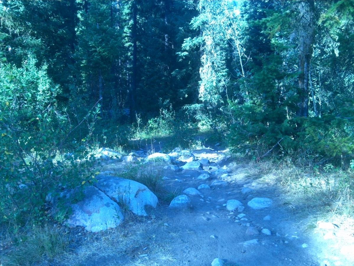 A rocky path winding through a green forest. The area is surrounded by tall trees and underbrush, with patches of sunlight filtering through the leaves. Sheep Bridge Trail mountain bike trail.