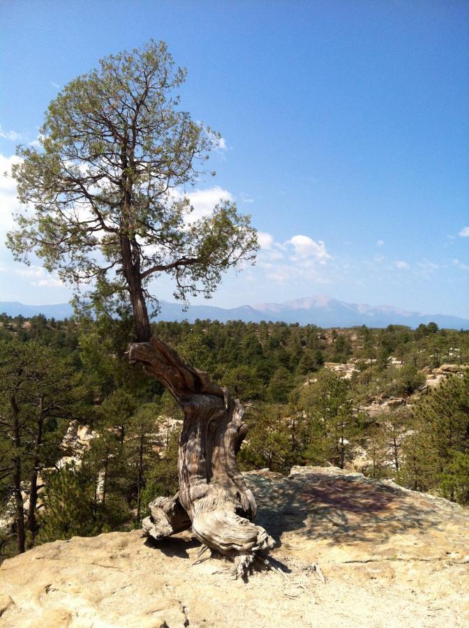 A solitary tree with a gnarled trunk stands atop a rocky outcrop, overlooking a lush green forest and distant mountains under a clear blue sky with scattered clouds. Palmer Park mountain bike trail.