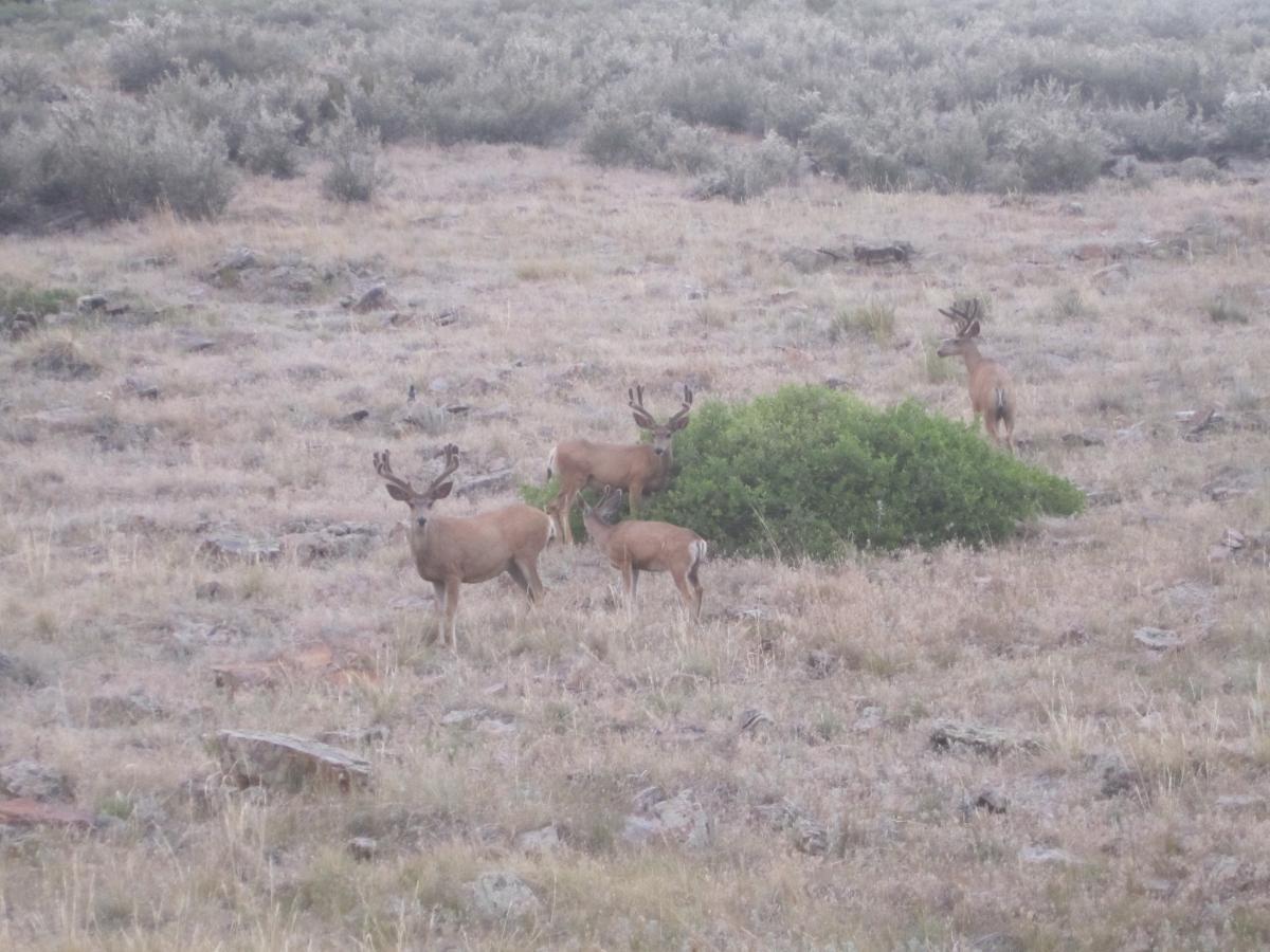 Four deer with antlers grazing near a green shrub in a grassy, rocky landscape. The background features sparse vegetation and a natural setting. Coyote Ridge mountain bike trail.