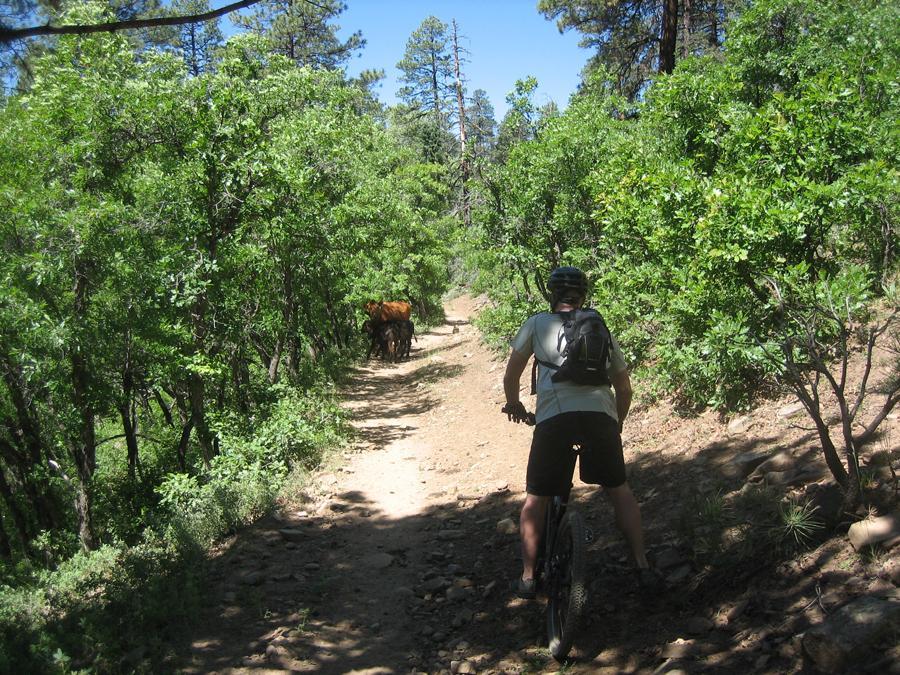 A person riding a mountain bike on a dirt trail surrounded by lush green foliage, with a few cattle visible in the background. The scene is set in a forested area on a sunny day. Hermosa Creek Trail mountain bike trail.