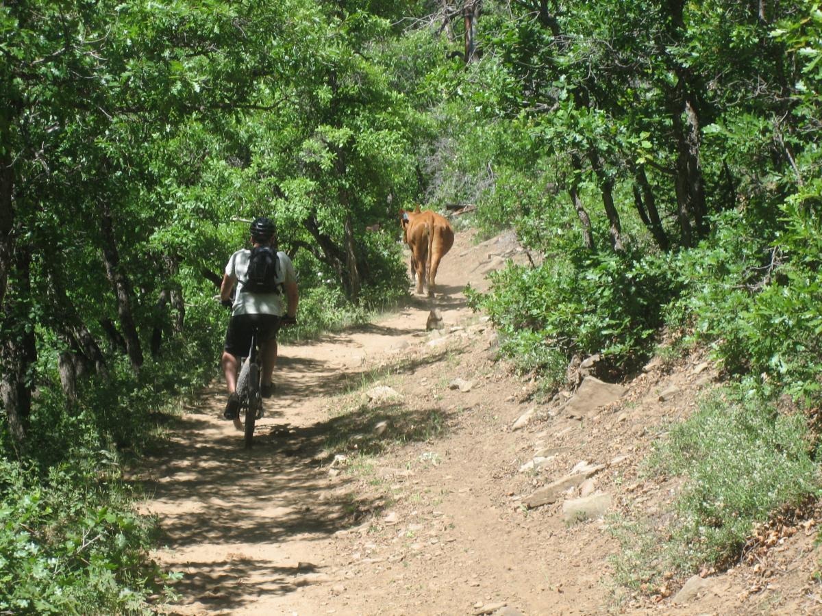 A person riding a mountain bike on a dirt path through a lush green forest, with a cow walking ahead along the same trail. Sunlight filters through the leaves, creating a bright and natural outdoor scene. Hermosa Creek Trail mountain bike trail.