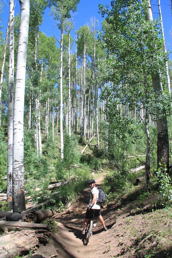 A mountain biker navigating a dirt trail through a lush forest of tall aspen trees under a clear blue sky. The trail is bordered by greenery and fallen logs, with the biker wearing a helmet and a backpack. Hermosa Creek Trail mountain bike trail.