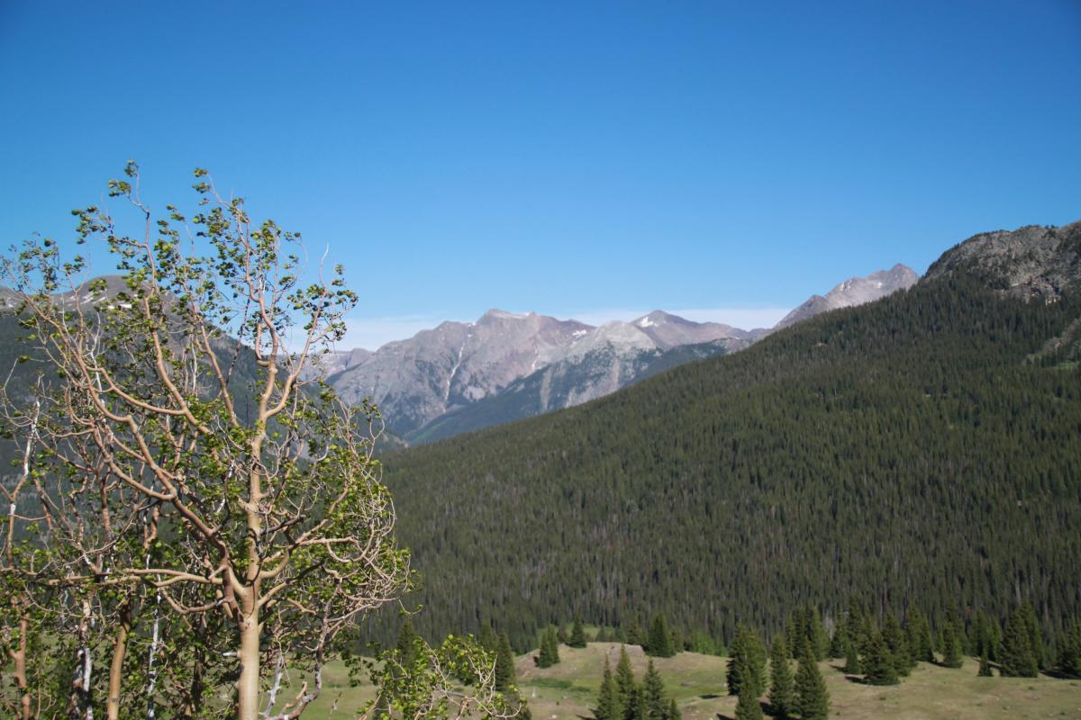 A scenic view of a mountainous landscape featuring a clear blue sky, rugged peaks in the distance, and a foreground of green trees and vegetation. Hermosa Creek Trail mountain bike trail.