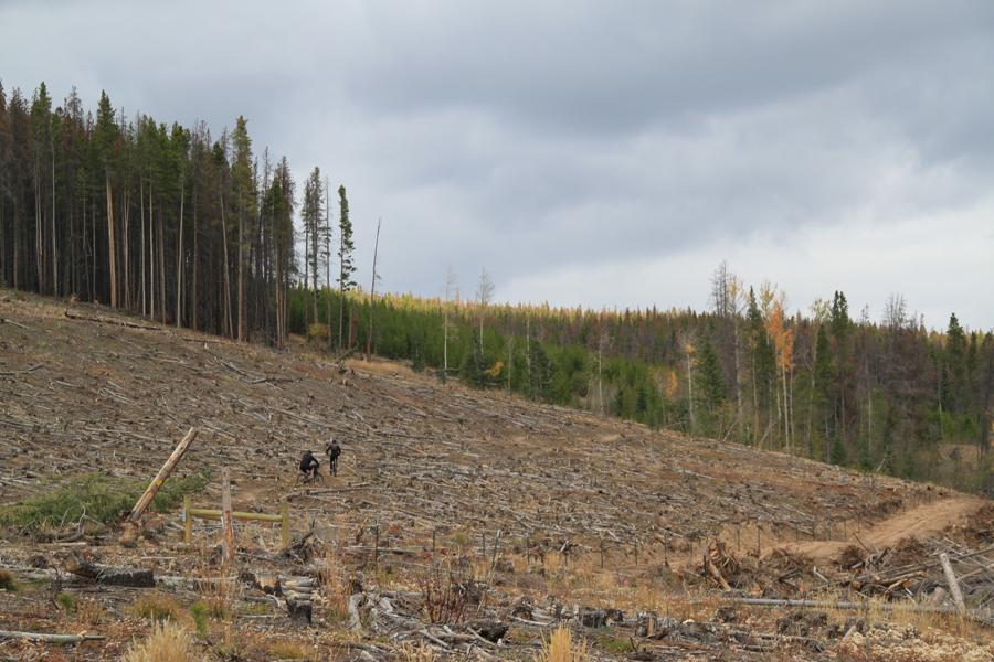 Two people walking through a deforested area with cut logs scattered on the ground. In the background, a line of trees marks the edge of a forest, showing varying stages of growth and some damaged or dead trees against a cloudy sky. Peaks Trail mountain bike trail.