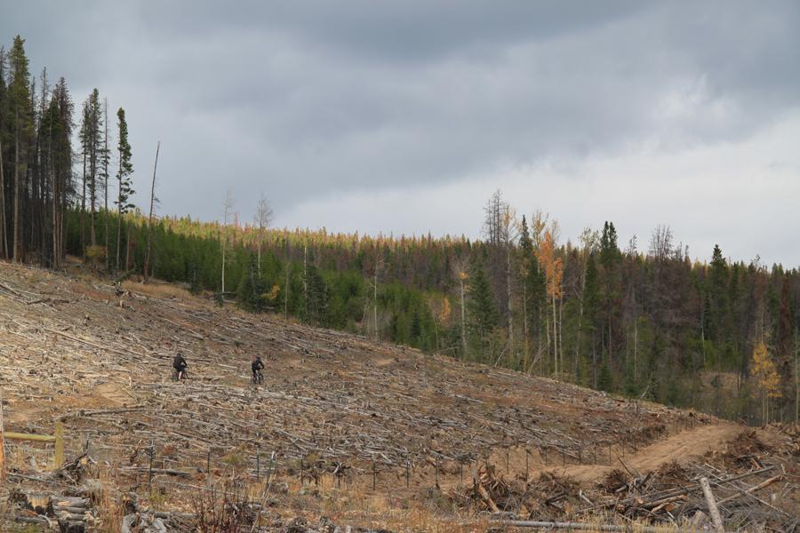 Two cyclists navigate a barren, deforested landscape, with a backdrop of green trees and a cloudy sky. The ground is littered with fallen tree trunks, indicating recent logging activity. Peaks Trail mountain bike trail.