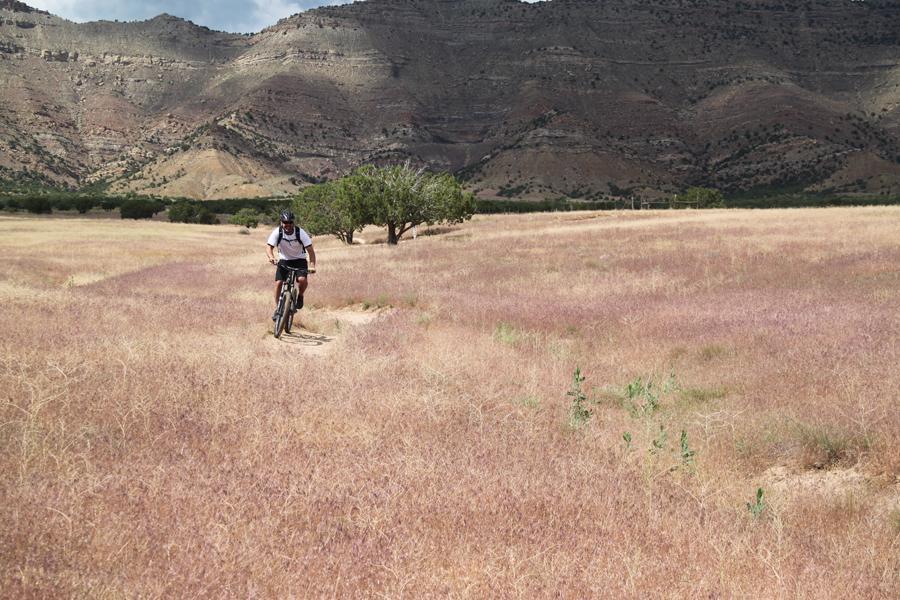 A mountain biker riding through a field of tall, pinkish grass with mountains in the background. A lone tree is visible nearby, and the sky is partially cloudy. Chutes and Ladders mountain bike trail.