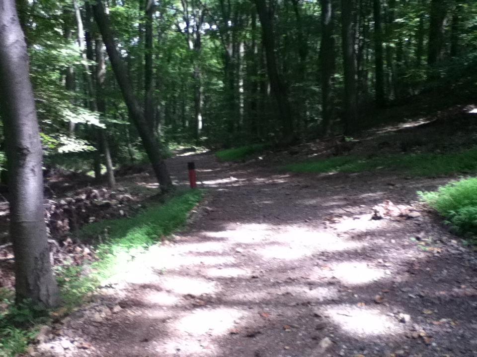 A winding dirt path through a wooded area, surrounded by tall trees and patches of sunlight filtering through the leaves. Lewis Morris mountain bike trail.