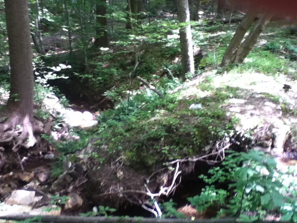 A tranquil forest scene featuring a small, winding creek surrounded by lush greenery. Sunlight filters through the trees, casting dappled light on the ground and highlighting the rich textures of leaves and soil. The creek, partially hidden by vegetation, gently flows through the landscape, creating a serene, natural atmosphere. Lewis Morris mountain bike trail.