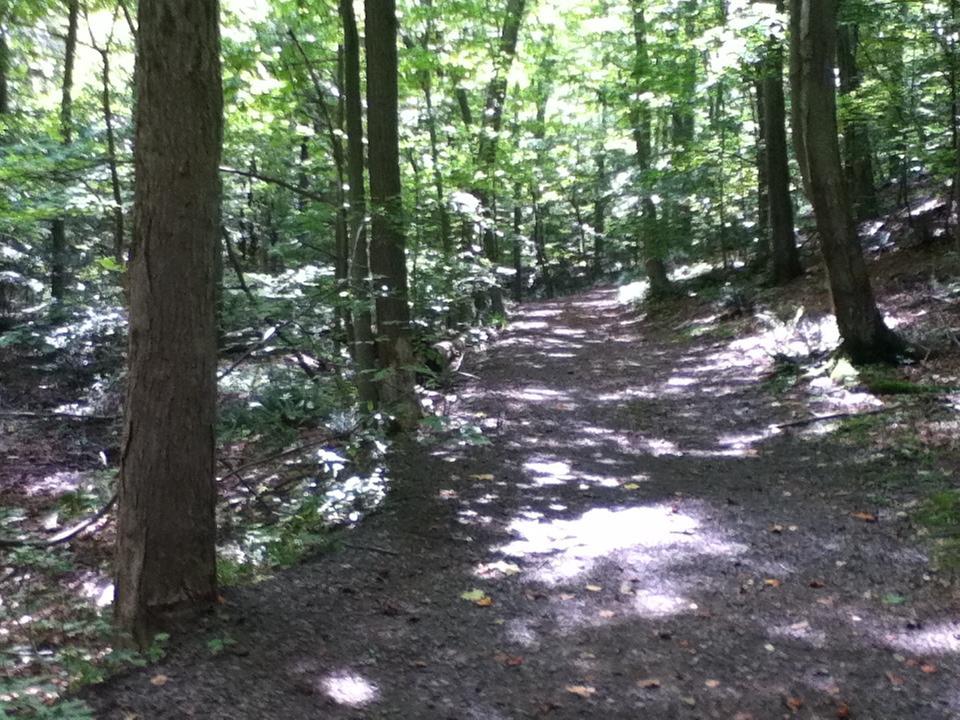 A sunlit trail winding through a lush, green forest, flanked by tall trees and dappled light filtering through the leaves. The path is covered with gravel and surrounded by foliage, creating a serene natural setting. Lewis Morris mountain bike trail.