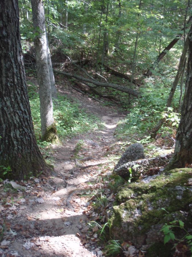 A narrow dirt trail winding through a wooded area, flanked by tall trees and patches of green foliage. Sunlight filters through the leaves, illuminating the path, which is surrounded by rocks and fallen branches. Standing Rocks mountain bike trail.