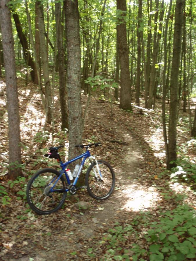 A blue mountain bike resting against a tree on a dirt path surrounded by tall trees and lush greenery in a forested area. Sunlight filters through the leaves, illuminating the trail. Standing Rocks mountain bike trail.