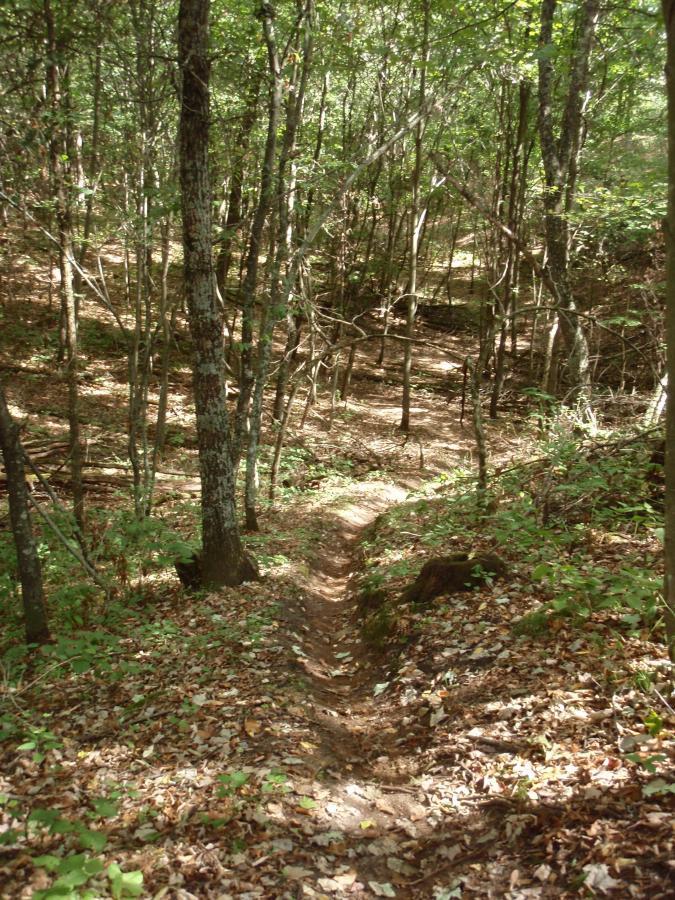 A narrow dirt path winding through a forested area, surrounded by tall trees and scattered fallen leaves on the ground. The scene captures dappled sunlight filtering through the canopy, highlighting the natural greenery of the underbrush. Standing Rocks mountain bike trail.