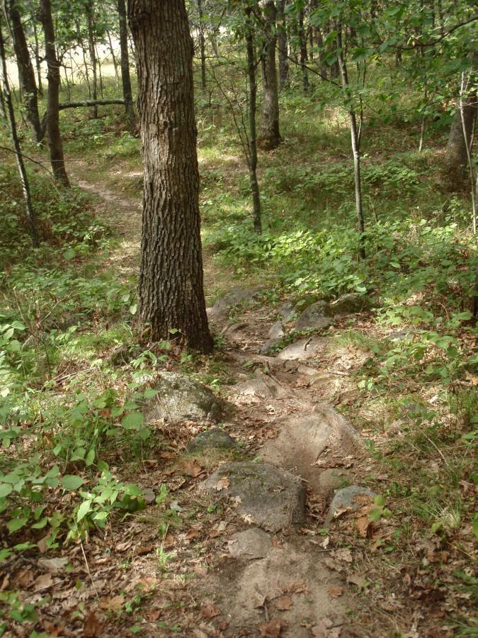 A winding dirt path through a wooded area, flanked by greenery and rocks, leading toward a tree trunk in the foreground. Sunlight filters through the leaves, creating a serene and natural atmosphere. Standing Rocks mountain bike trail.
