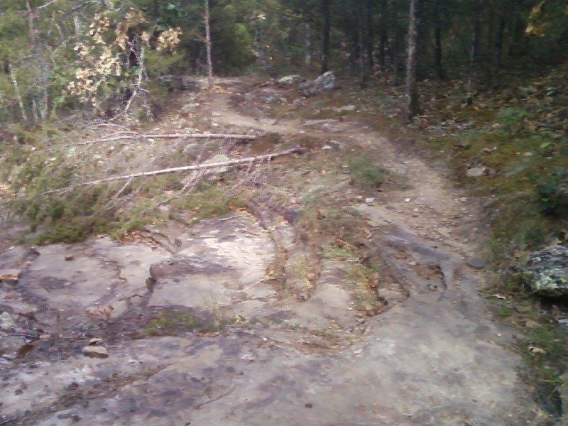 A narrow, winding dirt trail surrounded by dense forest. The path consists of rocky terrain with patches of grass and fallen branches, leading into the trees.  Forest City Trail mountain bike trail.