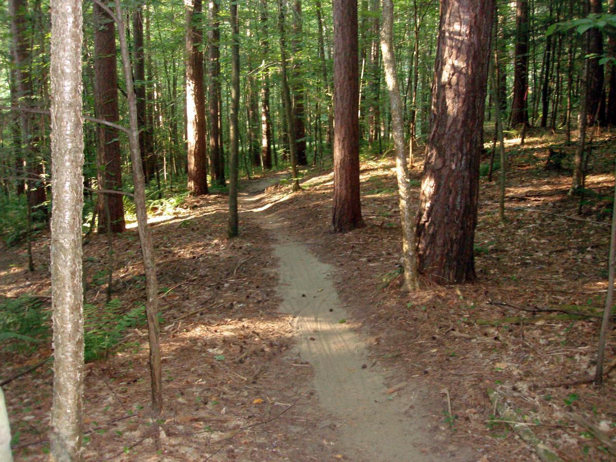 A narrow dirt path winding through a dense forest, lined with tall trees and scattered pine needles on the ground, dappled light filtering through the leaves. Saxon Hill mountain bike trail.