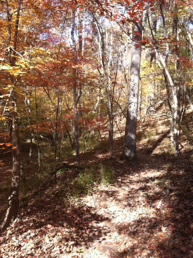 A serene woodland path lined with trees displaying vibrant autumn foliage, including shades of red and orange. The trail is partially covered with fallen leaves, leading through the tranquil forest setting. Sunlight filters through the branches, creating gentle shadows on the ground. Harbison State Forest mountain bike trail.