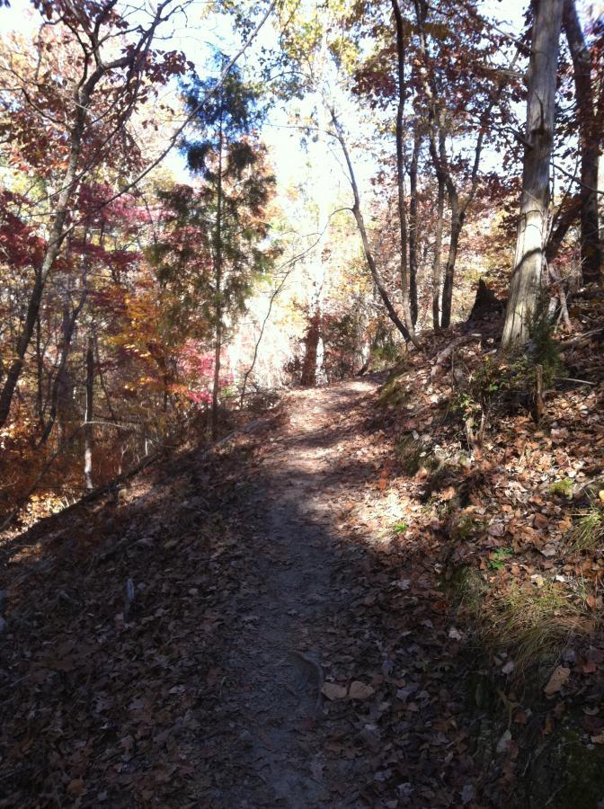 A winding dirt trail surrounded by trees with colorful autumn leaves, illuminated by sunlight filtering through the canopy. The path is lined with fallen leaves, creating a serene wooded atmosphere. Harbison State Forest mountain bike trail.