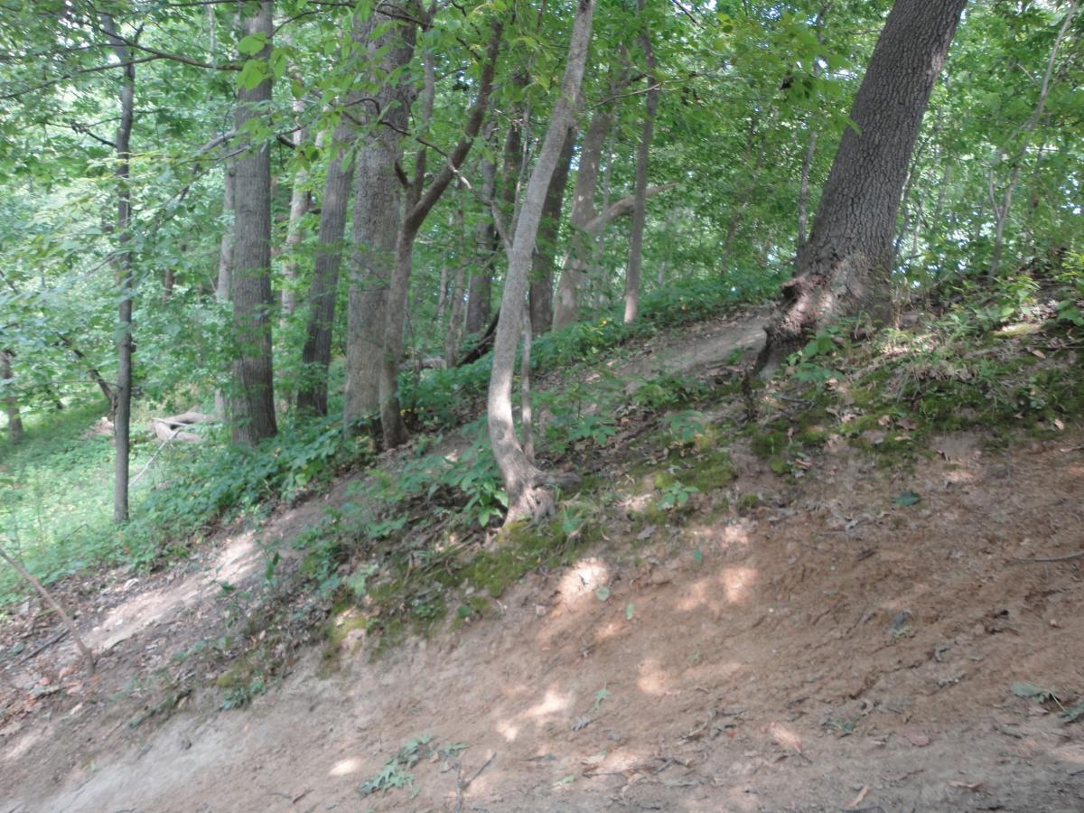 A wooded area featuring tall trees and lush green foliage on a gentle slope. The ground is a mix of soil and vegetation, showing dappled sunlight filtering through the leaves. Sugar Bottom mountain bike trail.