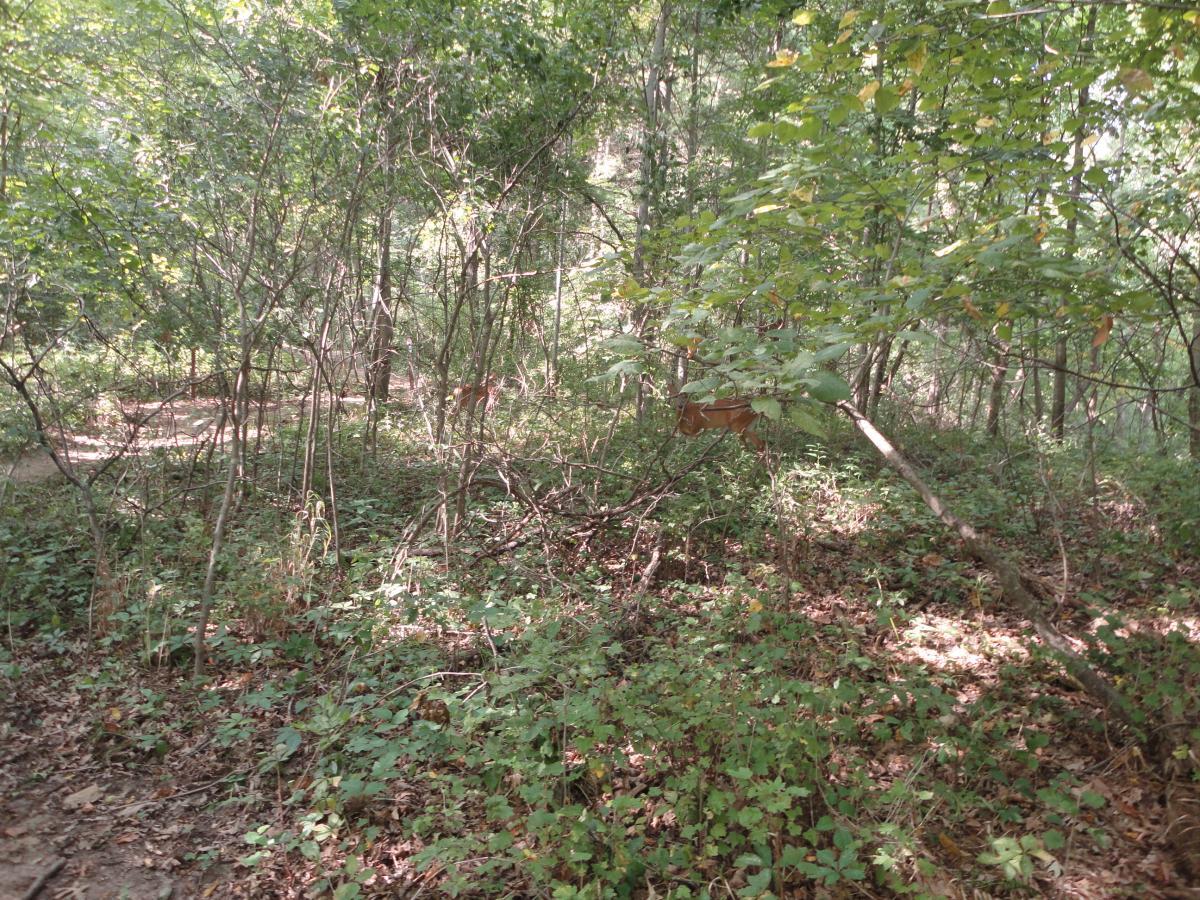 A dense forest scene with various trees and underbrush, showcasing a natural path winding through the greenery. Sunlight filters through the leaves, creating dappled light on the ground. Sugar Bottom mountain bike trail.