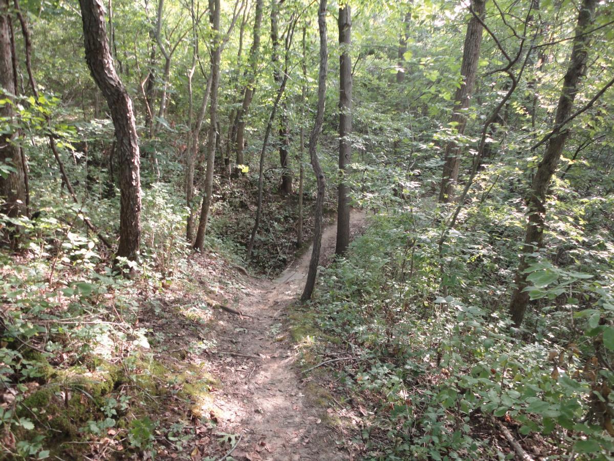 A winding dirt trail surrounded by lush green foliage and trees, leading through a serene forest setting. Sunlight filters through the leaves, creating a peaceful atmosphere. Sugar Bottom mountain bike trail.