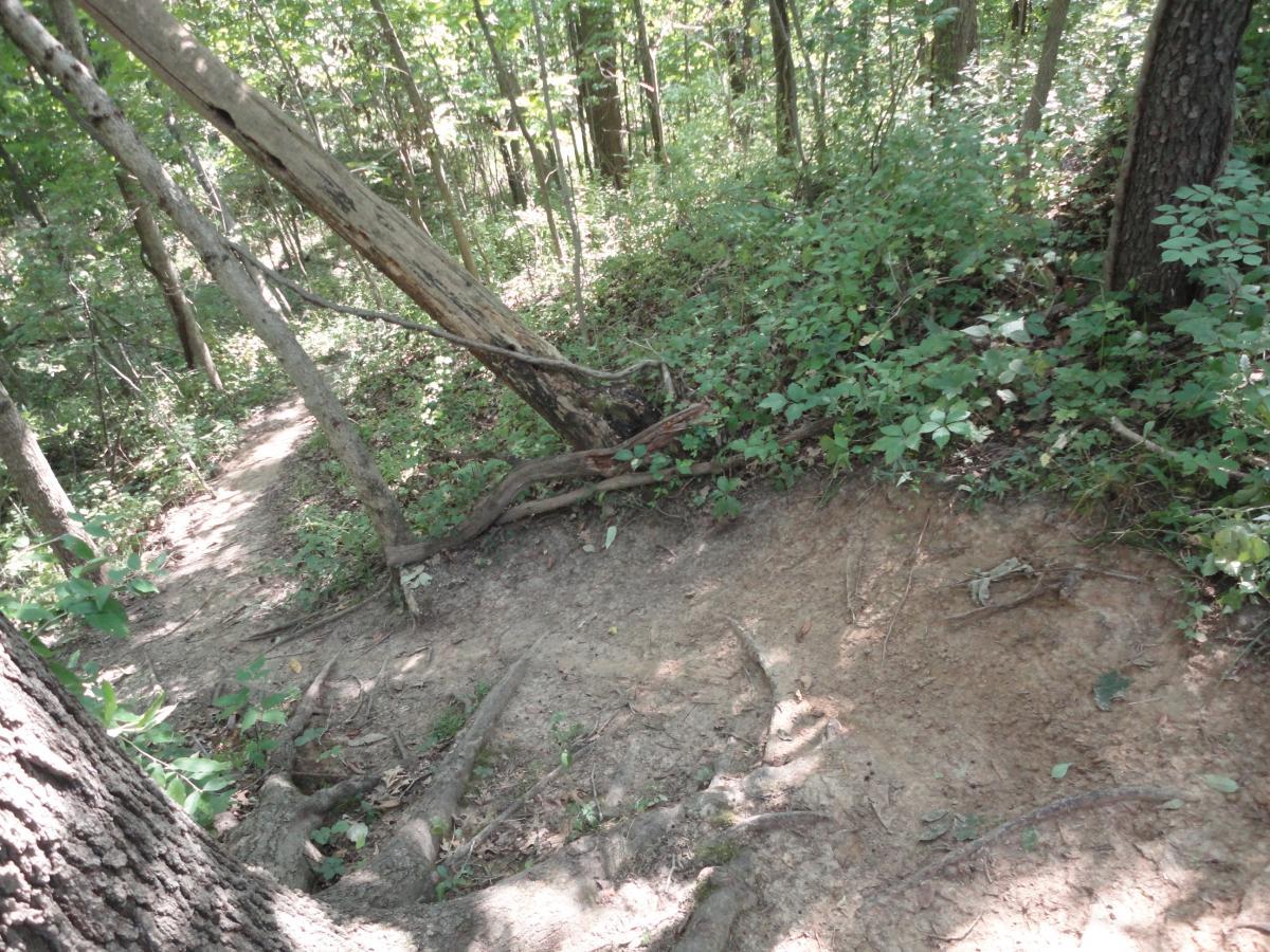 A winding dirt path through a dense green forest with trees on either side, featuring a large, leaning tree trunk and various plants and underbrush along the trail. Sugar Bottom mountain bike trail.