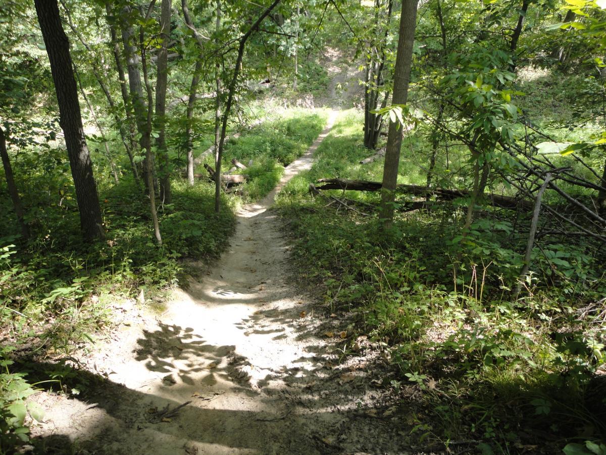 A dirt trail winding through a lush green forest, surrounded by tall trees and underbrush, under dappled sunlight. The path shows signs of use and leads into the distance, inviting exploration. Sugar Bottom mountain bike trail.