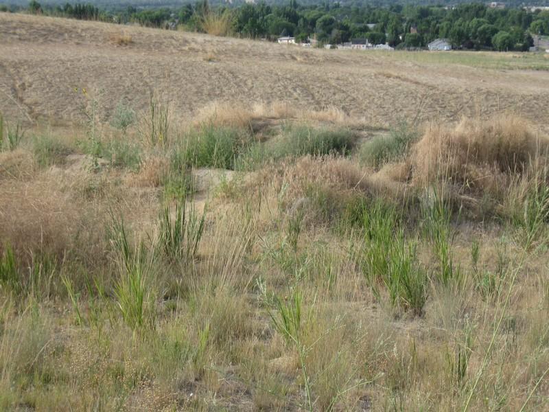 A dry landscape featuring a patch of grassy vegetation amid rolling sandy terrain. The scene is characterized by a mix of tall grasses and dry weeds, with a backdrop of distant trees and structures under a clear sky. Ada/Eagle Bike Park mountain bike trail.