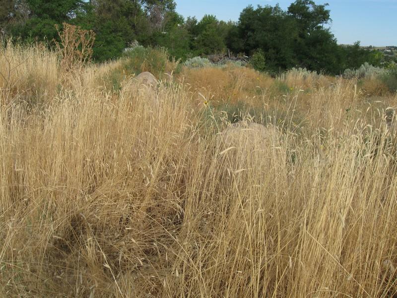 A natural landscape featuring tall, dry grasses and scattered rocks, surrounded by shrubs and trees. The scene is bathed in natural light, suggesting a sunny day in a rural or wild setting. Ada/Eagle Bike Park mountain bike trail.