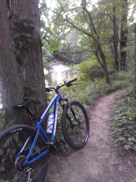 Diamondback Overdrive Sport: A blue mountain bike leaning against a tree along a dirt path in a lush green forest, with a body of water visible in the background. The scene is serene and surrounded by trees, indicating a peaceful outdoor environment for biking and exploring nature.