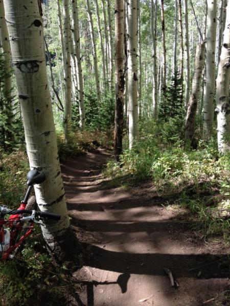 A winding dirt trail through a forest of white-barked aspen trees, with vibrant green foliage surrounding the path. A red bicycle leans against a tree on the left side of the image. Mid Mountain mountain bike trail.