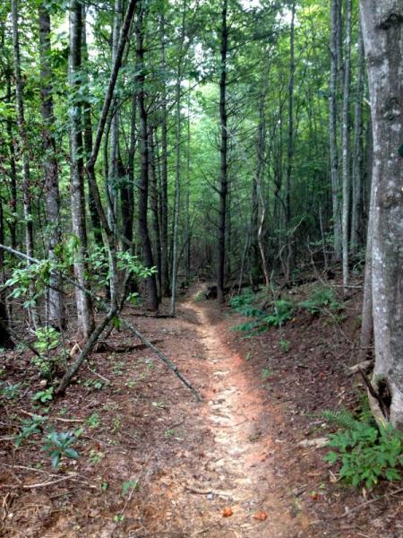 A narrow dirt path winding through a dense forest, flanked by tall trees and lush greenery. Sunlight filters through the foliage, creating a serene and inviting atmosphere in the woods. Jake to Bull Mountain Connecter mountain bike trail.