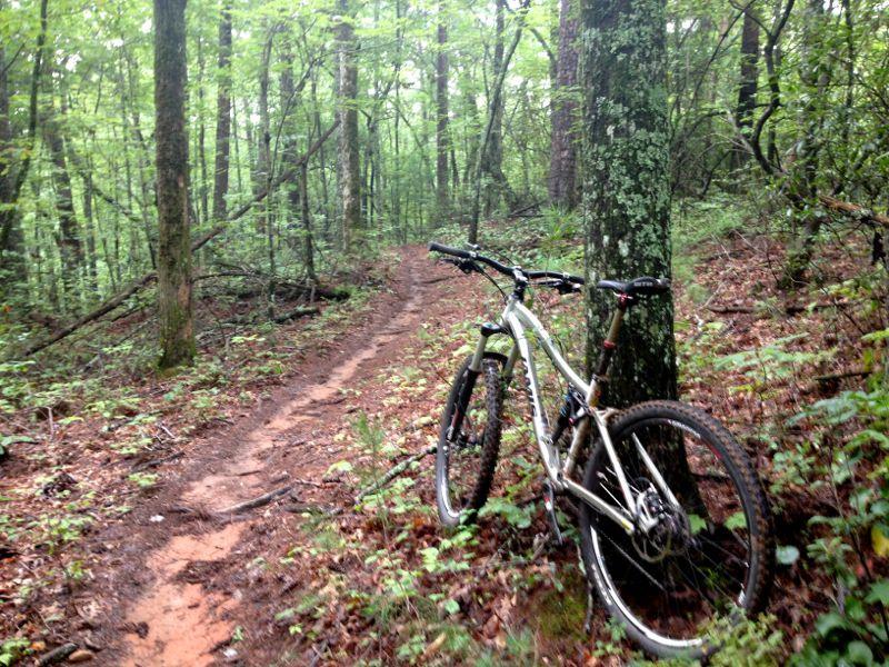 A mountain bike leaned against a tree on a narrow dirt trail winding through a lush, green forest. The scene features dense foliage, including various trees and ferns, indicating a serene outdoor environment ideal for biking and nature exploration. Bull / Jake Mountain mountain bike trail.