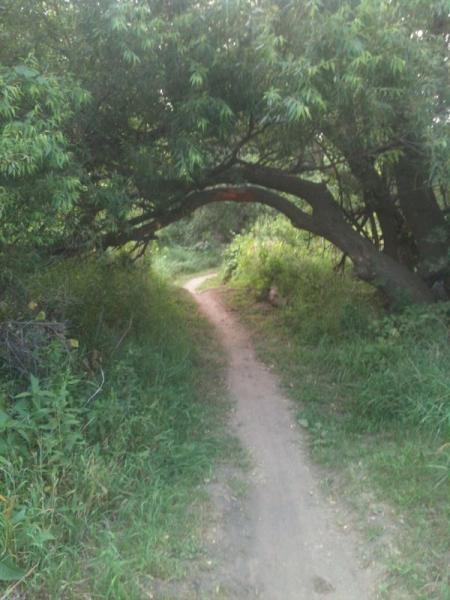 A winding dirt path surrounded by lush greenery, with a tree arching overhead, creating a natural canopy. The trail leads into a serene woodland area. Tranquility mountain bike trail.