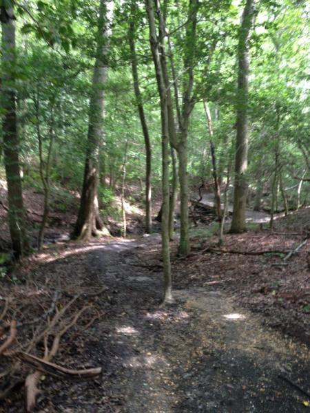 A wooded trail winding through a lush green forest, with tall trees and dappled sunlight filtering through the leaves. The path is slightly muddy and surrounded by natural vegetation and fallen branches. Allaire State Park mountain bike trail.