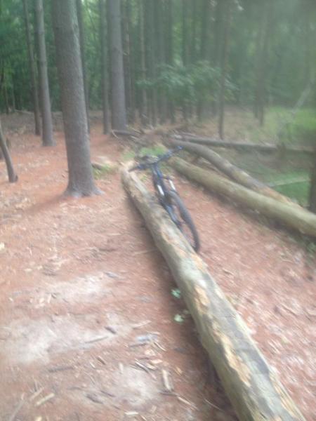 A mountain bike leaning against a fallen log on a forest trail, surrounded by tall trees and pine needles on the ground. Allaire State Park mountain bike trail.