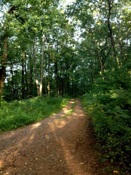 A dirt path winding through a lush green forest, surrounded by tall trees and dense foliage, with dappled sunlight filtering through the leaves. Duncan Ridge mountain bike trail.