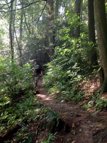 A mountain biker navigates a narrow dirt trail surrounded by lush green foliage in a dense forest, with tall trees and dappled sunlight filtering through the leaves. Bear Creek mountain bike trail.